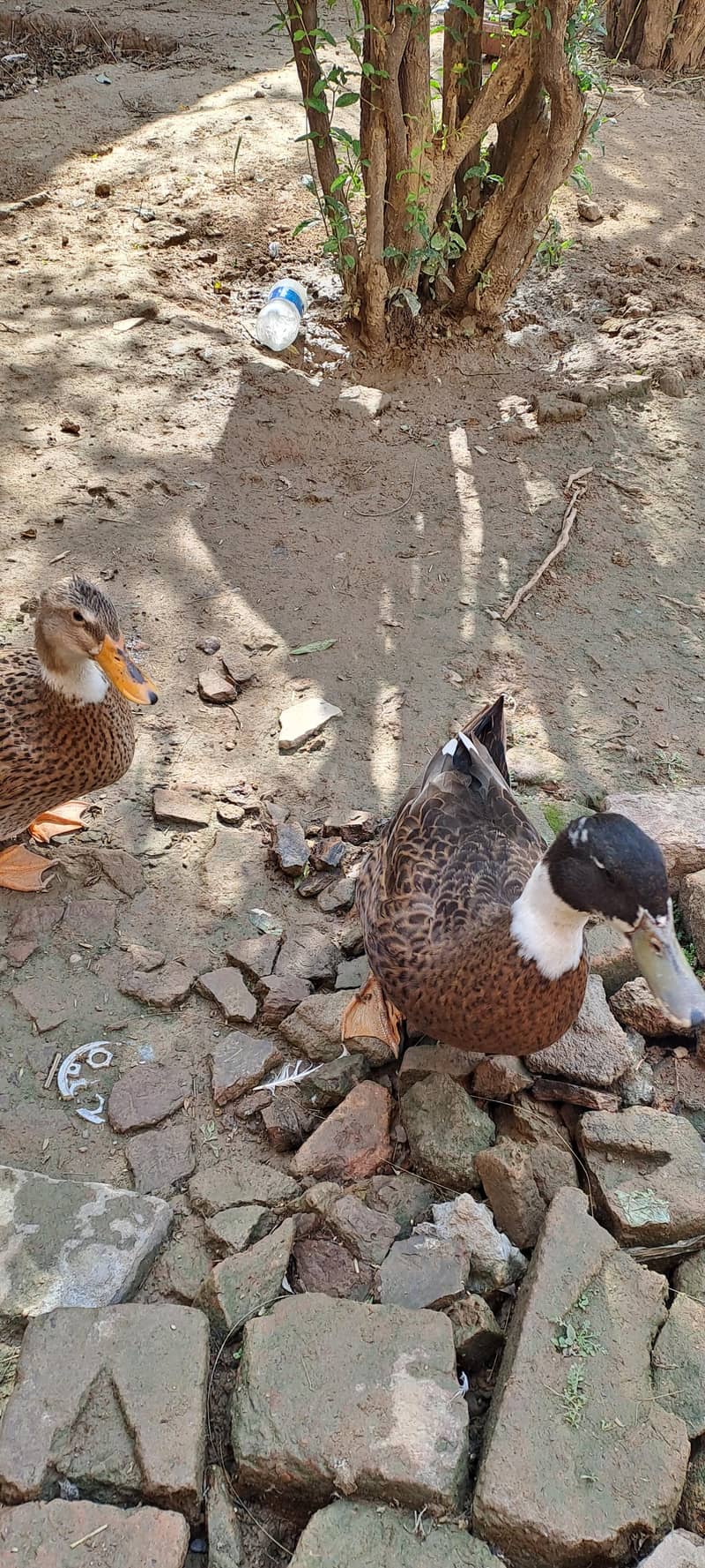 ducks pair 5