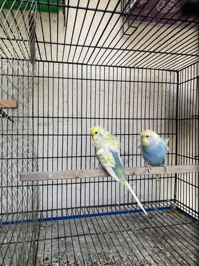 Budgies hogoromo