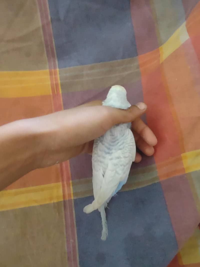 budgie 0