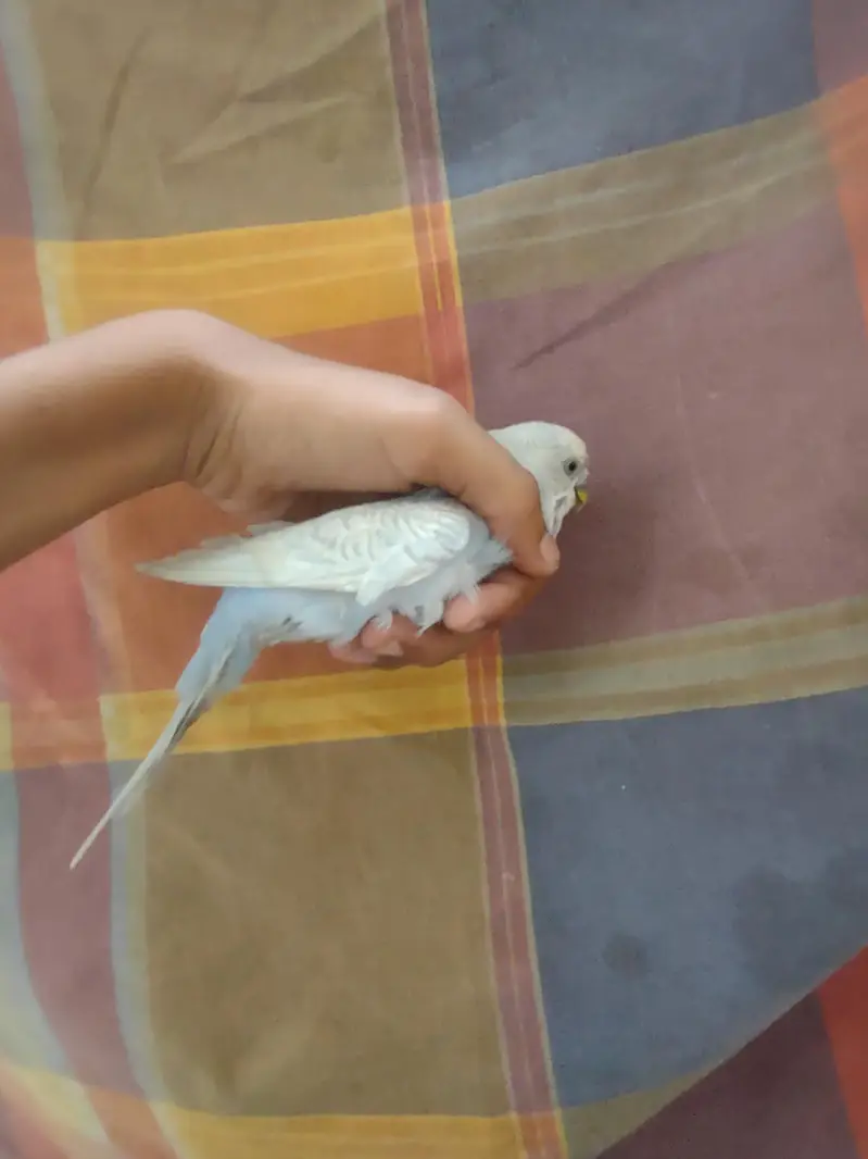 budgie — photo 2
