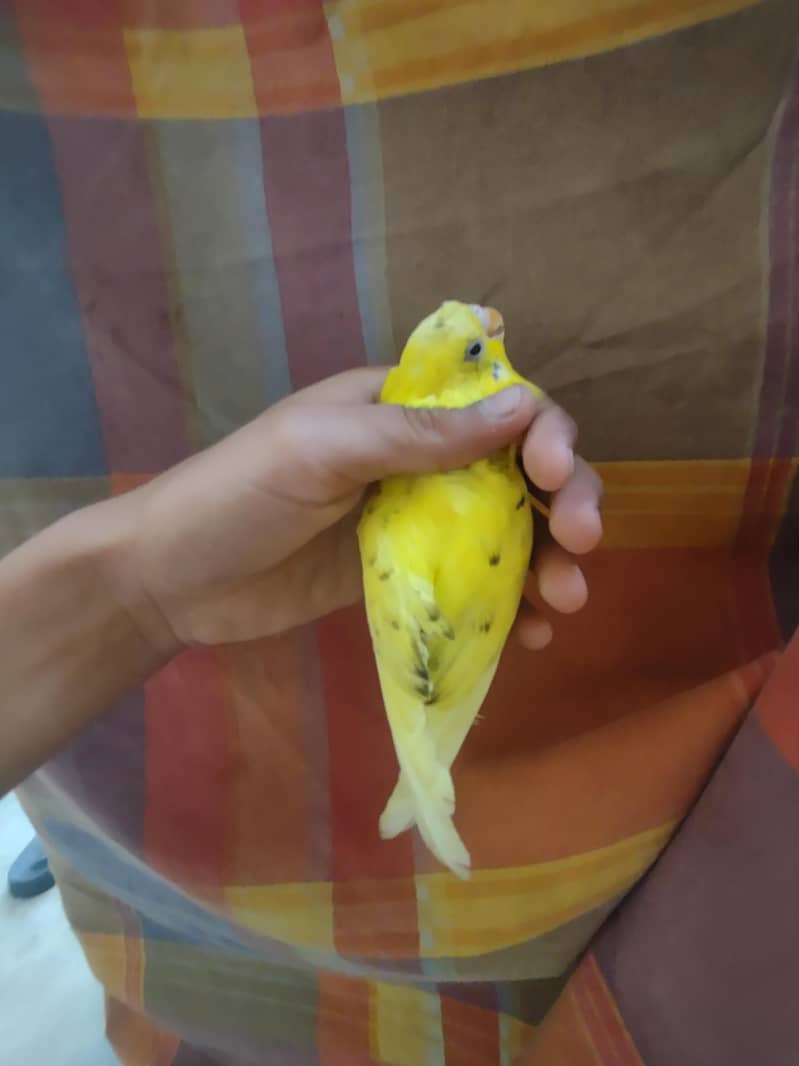budgie 2