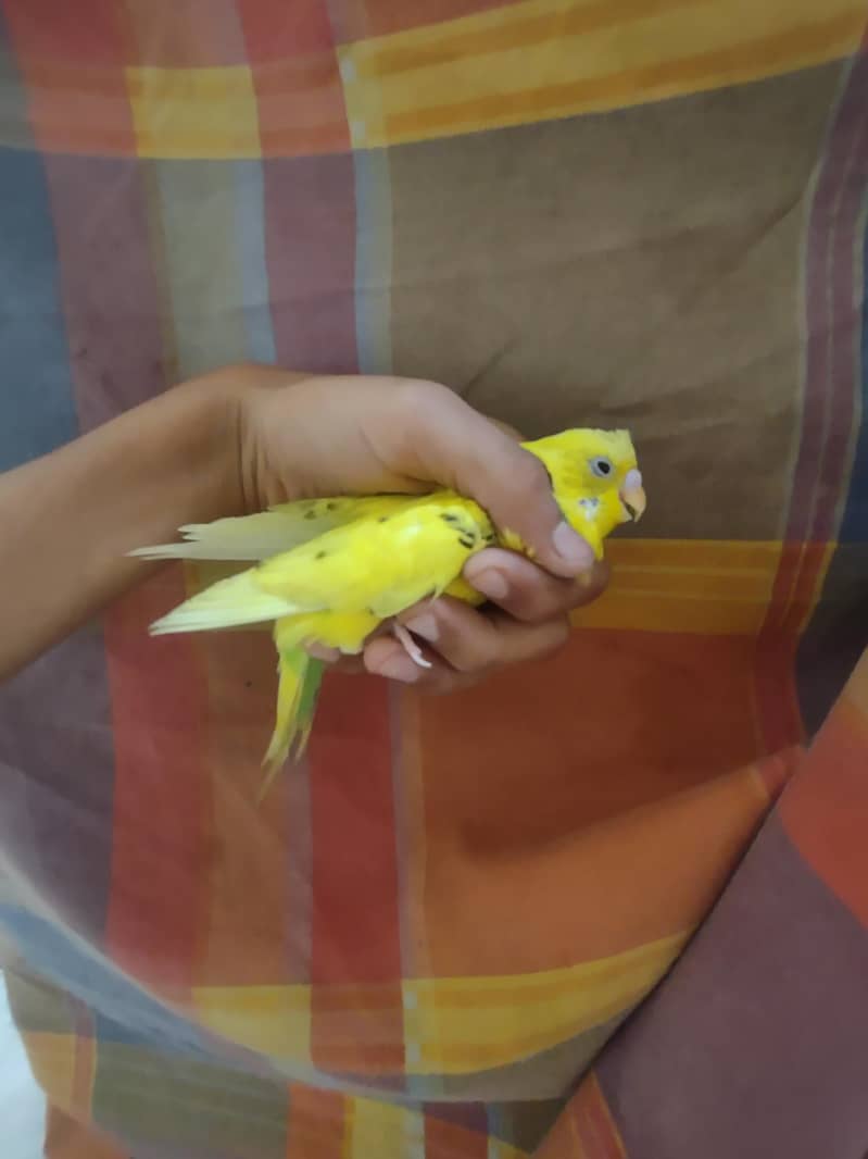 budgie 3