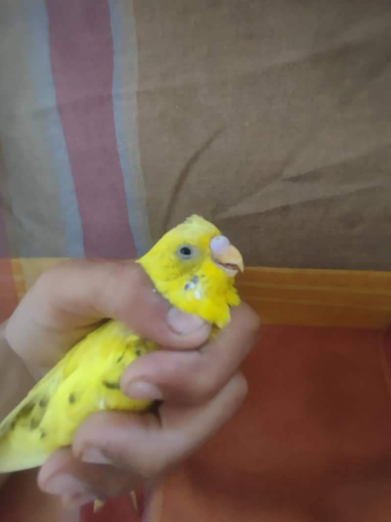 budgie 4
