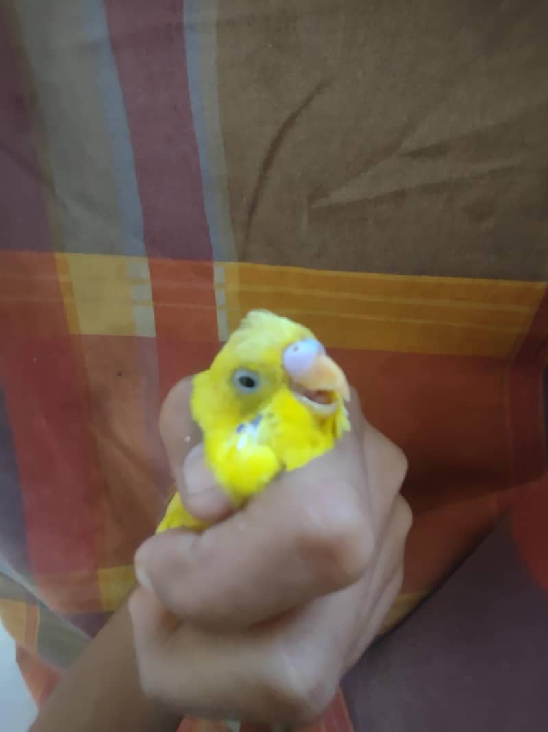 budgie 5