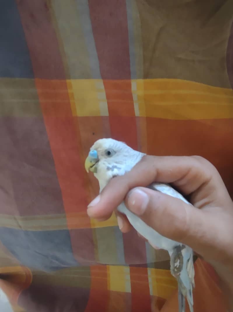 budgie 6