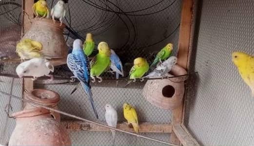 Australian birds for sale in bulk quantity 1 lack pices available