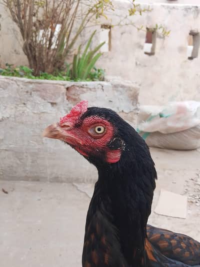aseal murgi weight 3 kg near top quality
