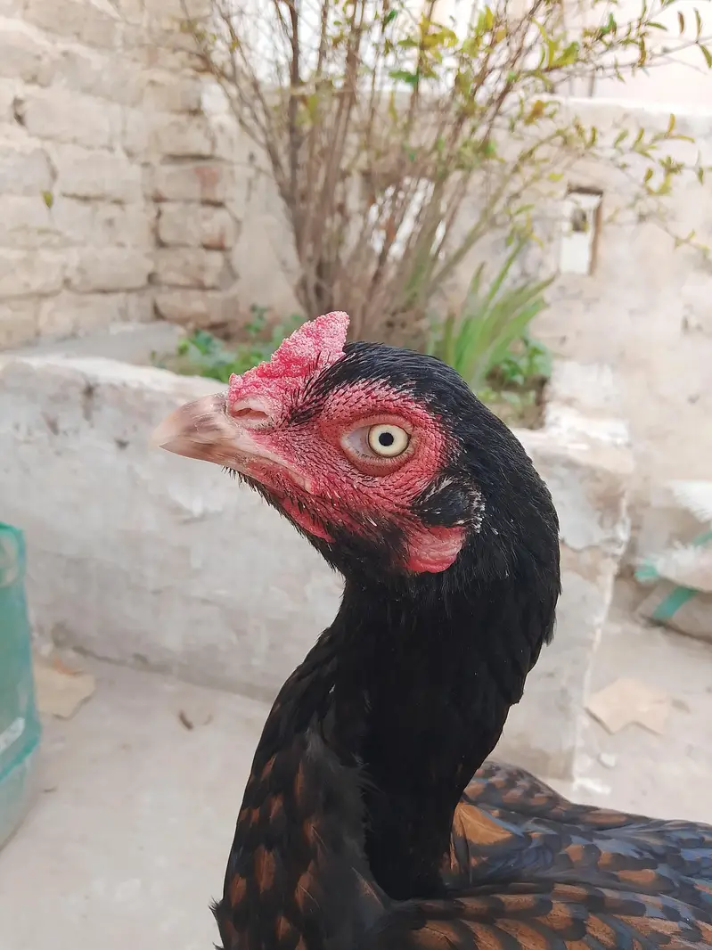 aseal murgi weight 3 kg near top quality — photo 2