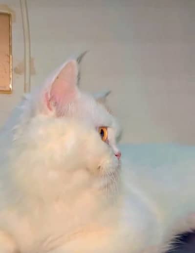 Triple coat | fluffy | Persian Cat female