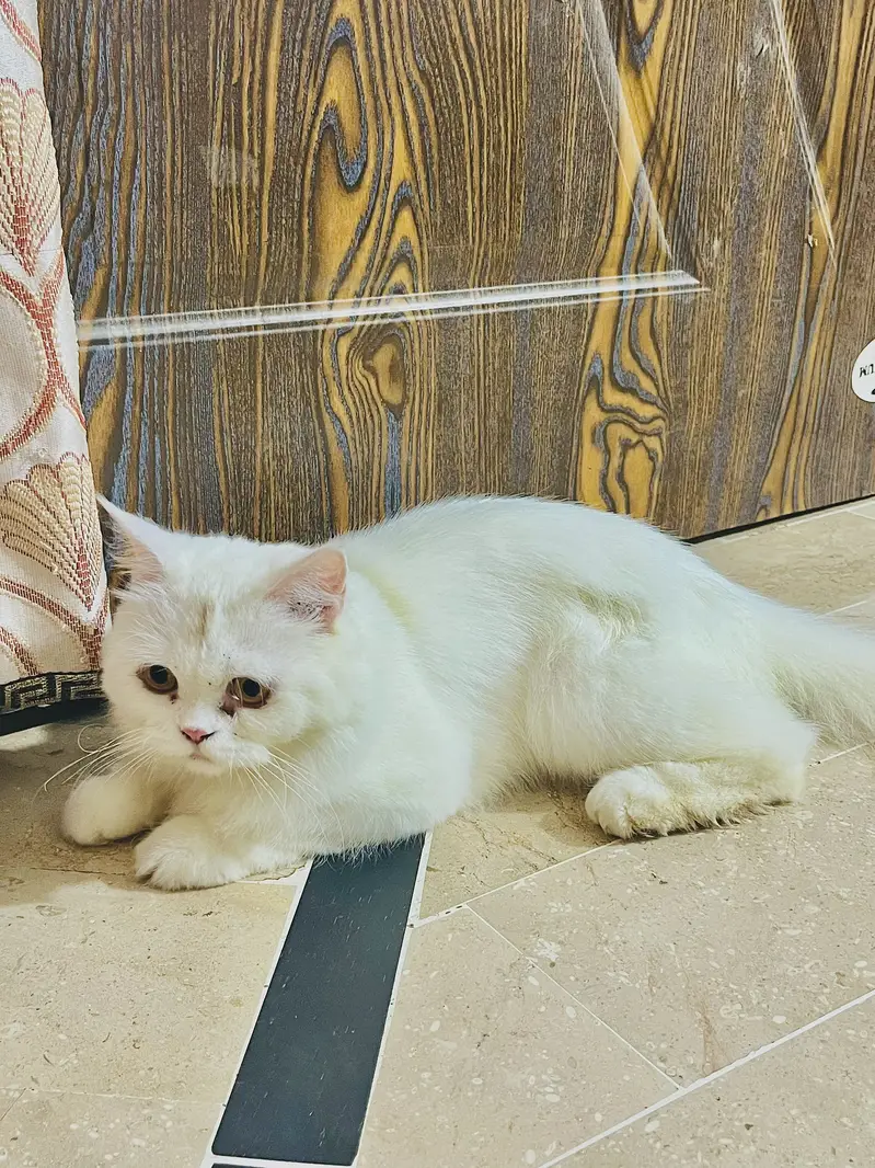 Triple coat | fluffy | Persian Cat female — photo 2