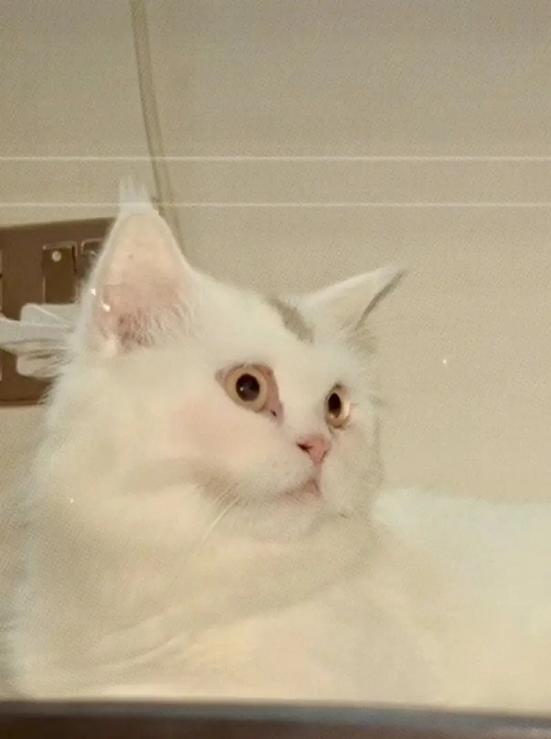Triple coat | fluffy | Persian Cat female — photo 3