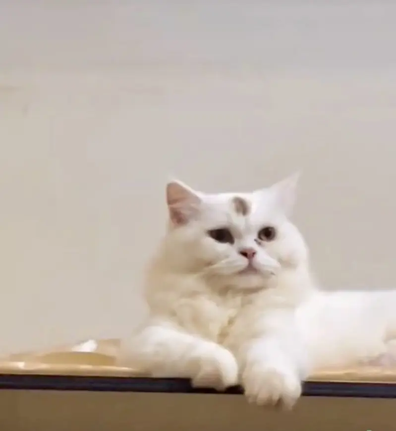 Triple coat | fluffy | Persian Cat female — photo 4