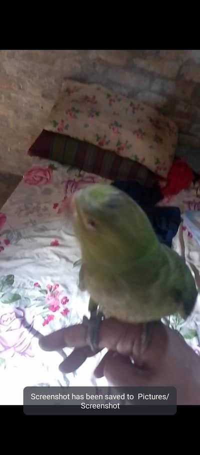 baby parrot 9 month ka he
