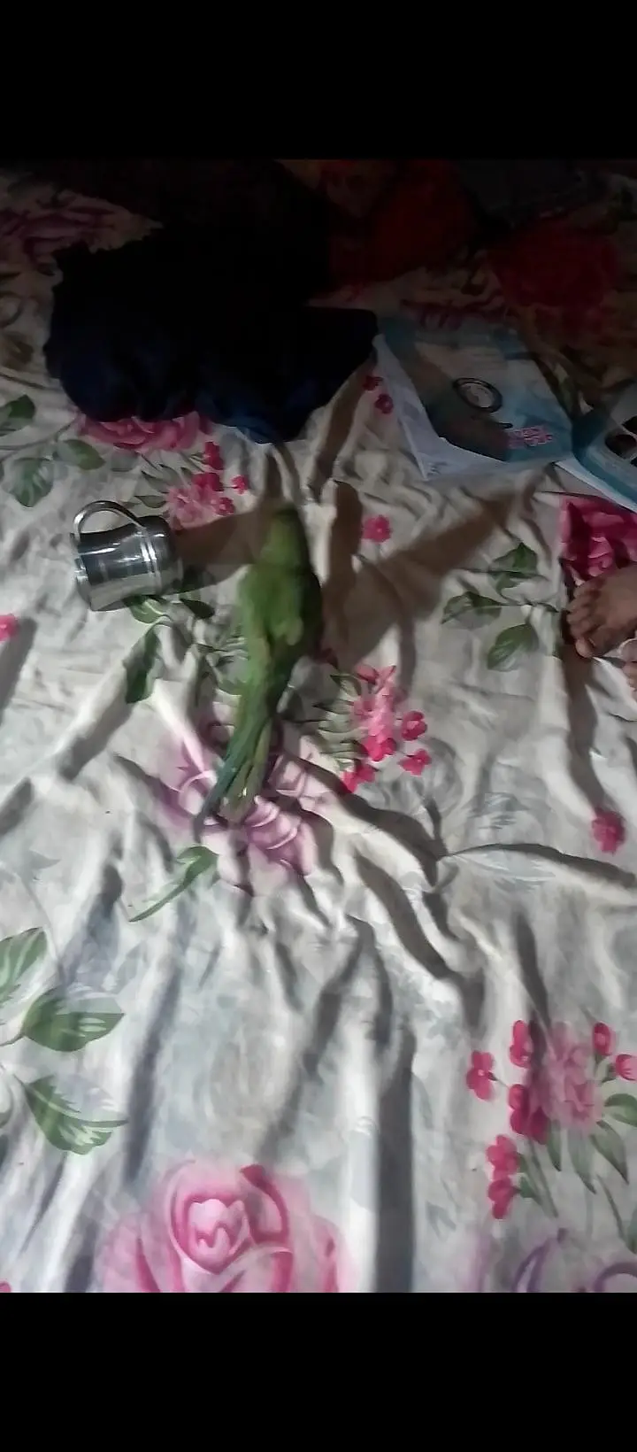 baby parrot 9 month ka he — photo 2
