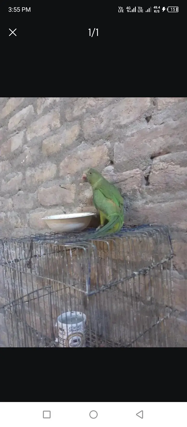baby parrot 9 month ka he — photo 3