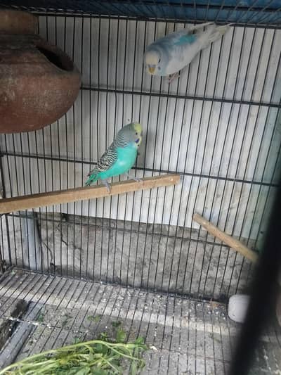 Opaline Rainbow parrot  / Pied Budgie male for Sals