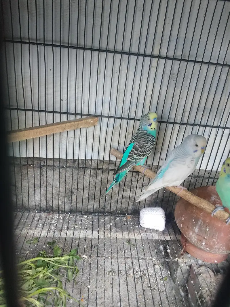 Opaline Rainbow parrot  / Pied Budgie male for Sals — photo 2