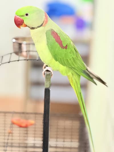 Kashmiri Pahari male female