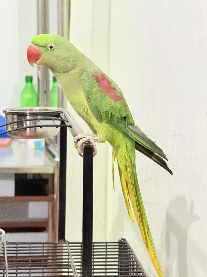 Kashmiri Pahari male female — photo 2