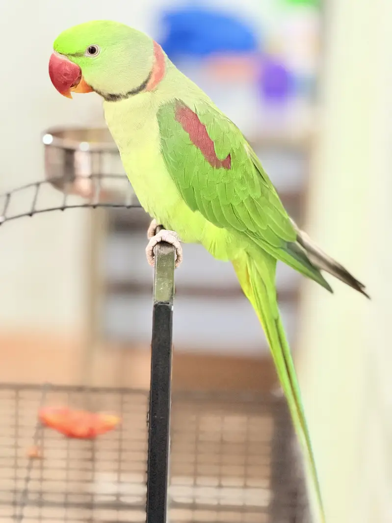 Kashmiri Pahari male female — photo 3