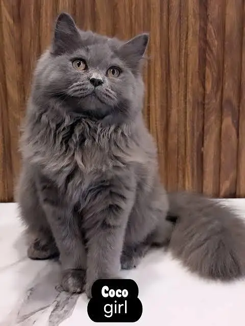grey Persian fluffy cat — photo 2