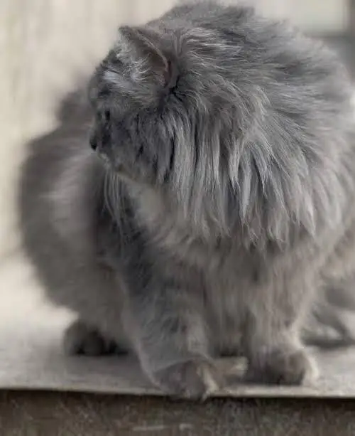 grey Persian fluffy cat — photo 3