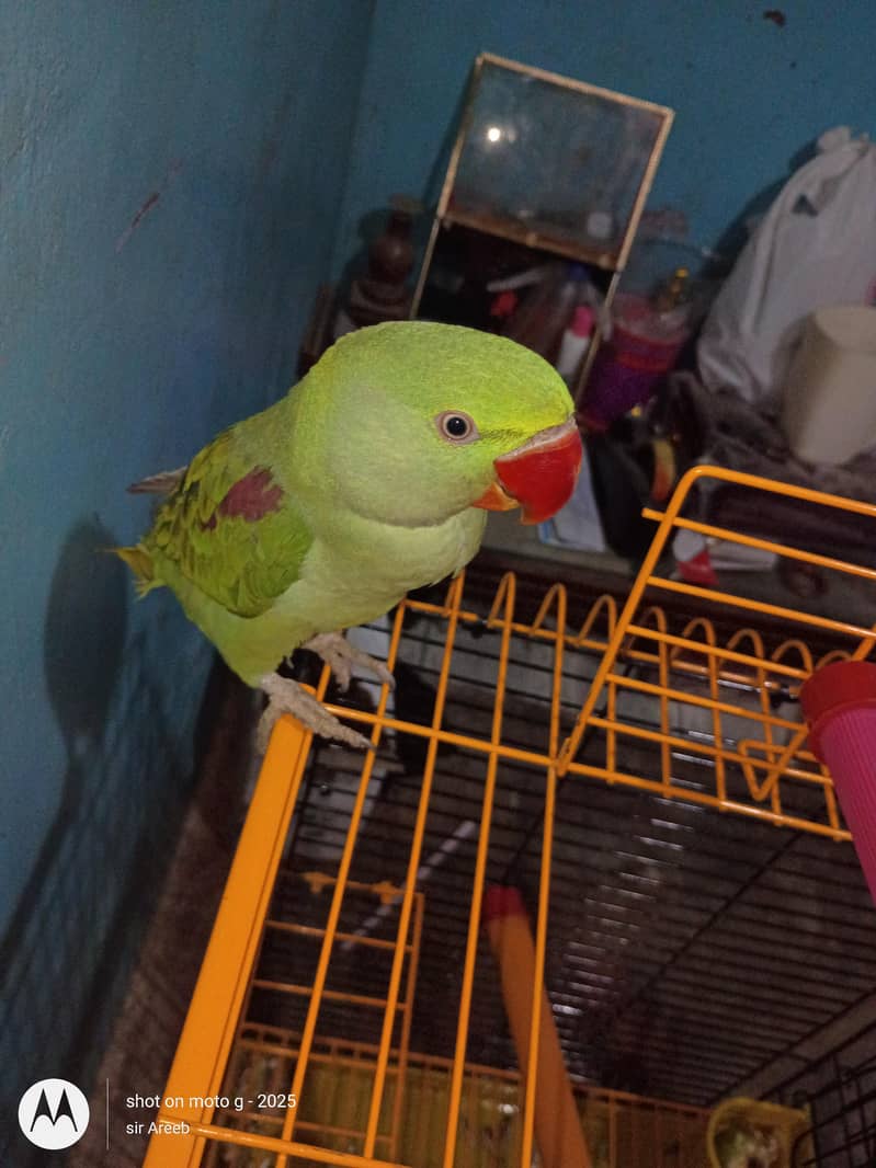 raw parrot 2