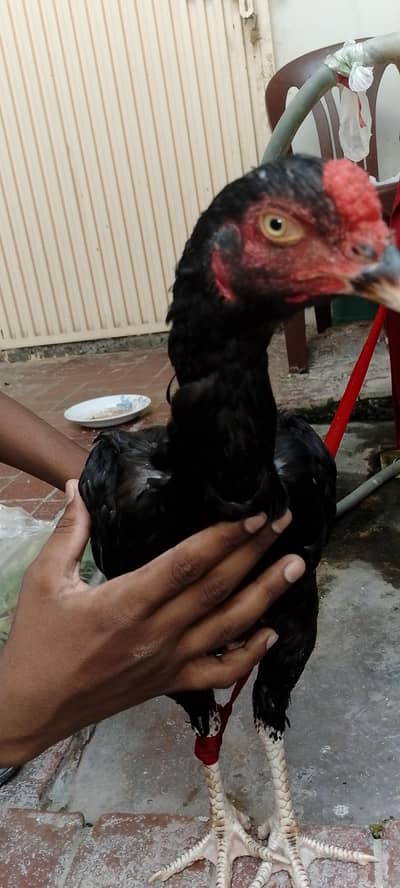 Aseel Java Breeder