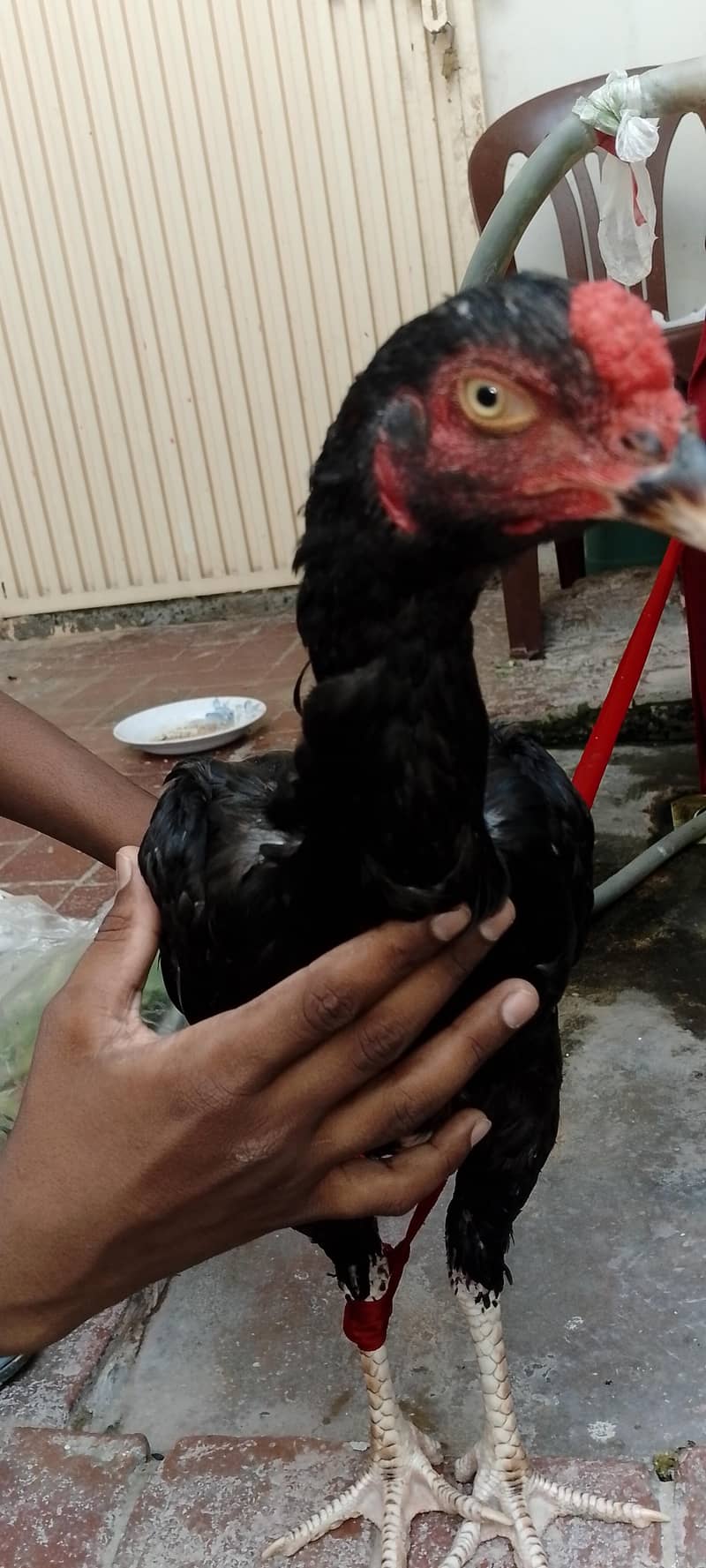Aseel Java Breeder 0