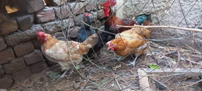 chicken and cock