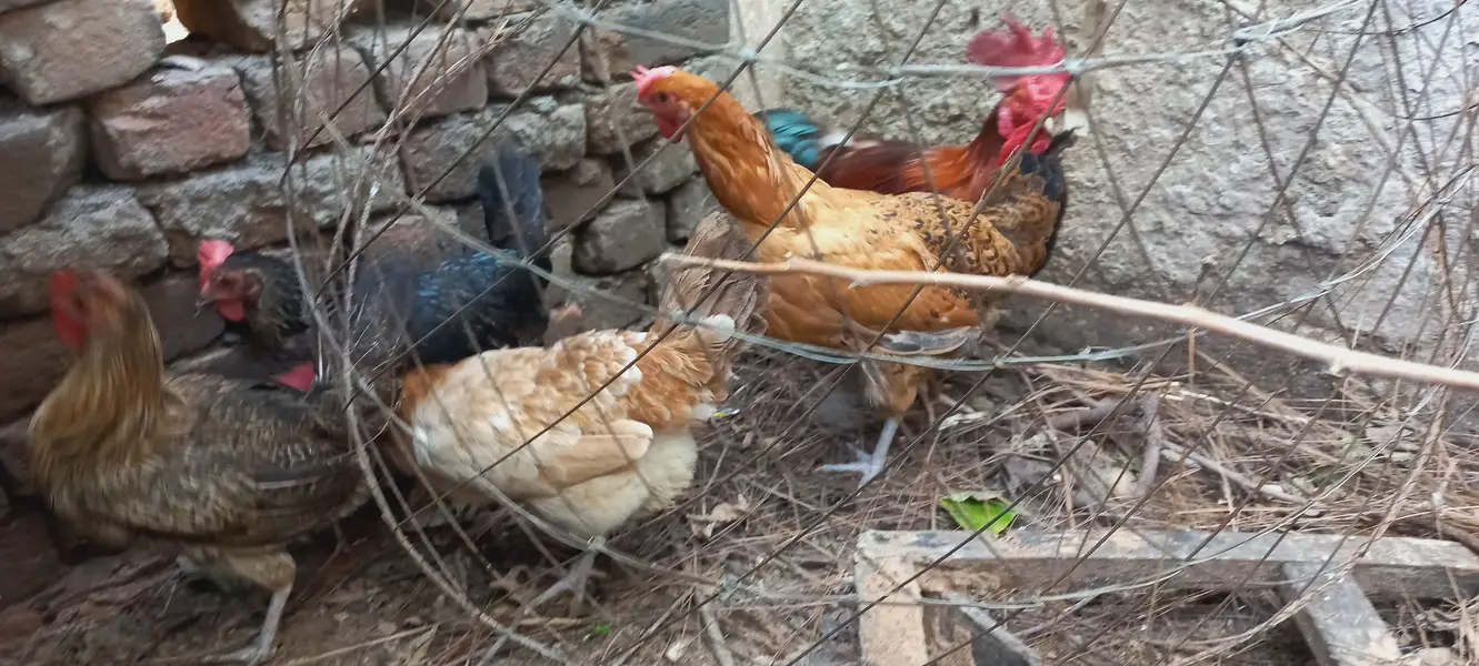 chicken and cock — photo 2