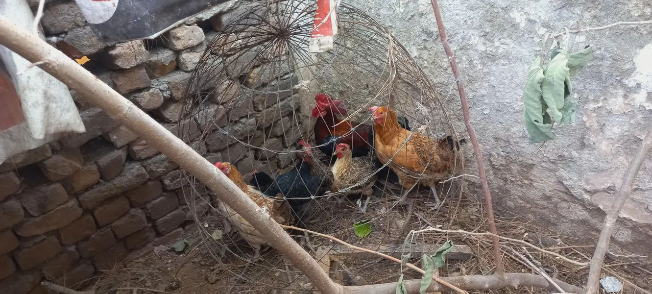 chicken and cock — photo 3