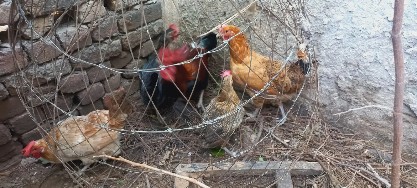 chicken and cock — photo 4
