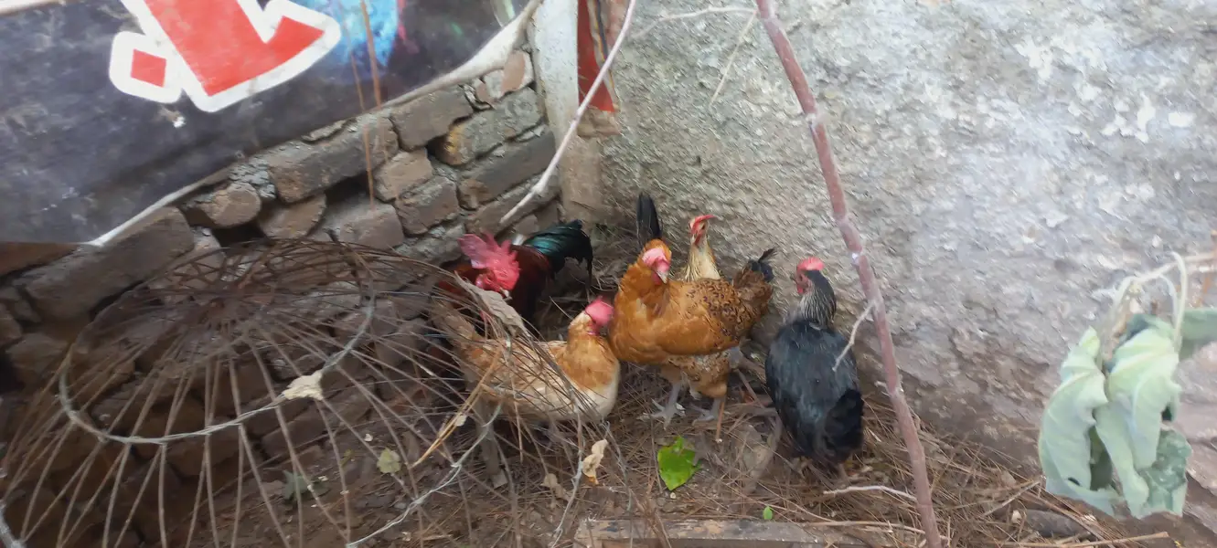 chicken and cock — photo 5