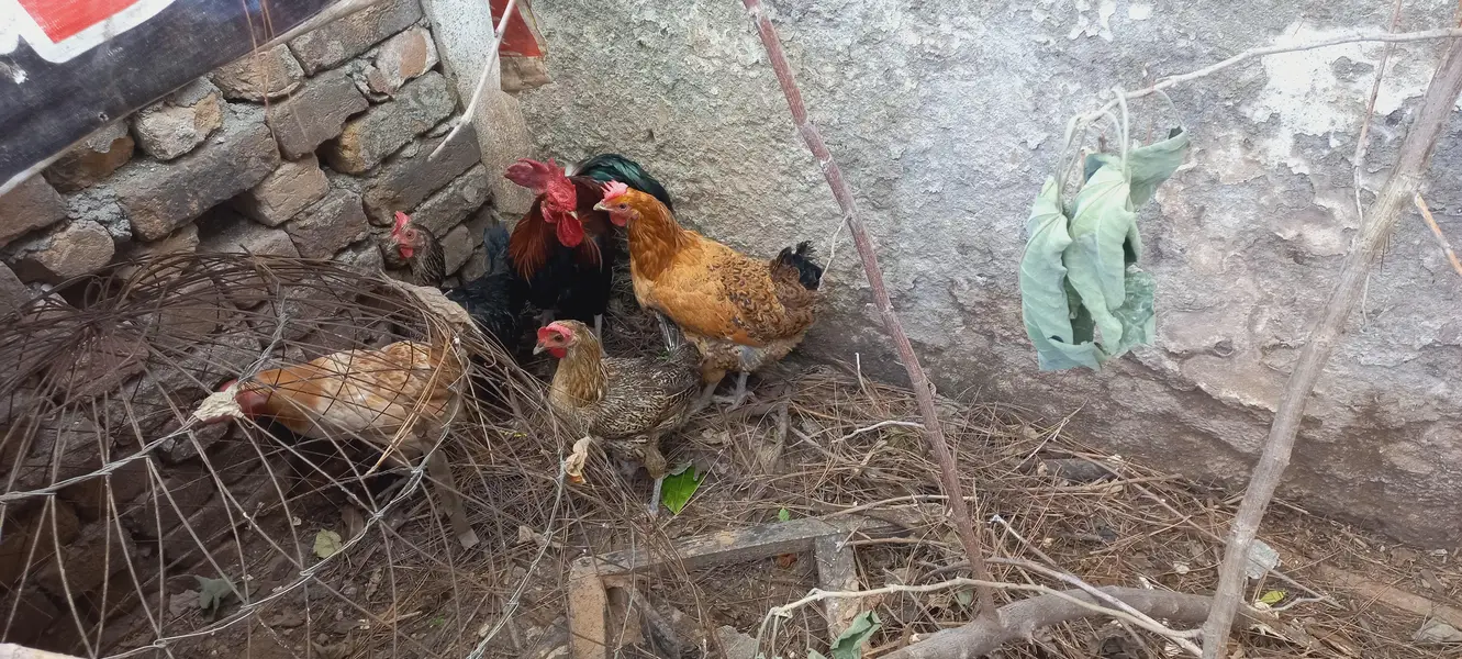 chicken and cock — photo 6