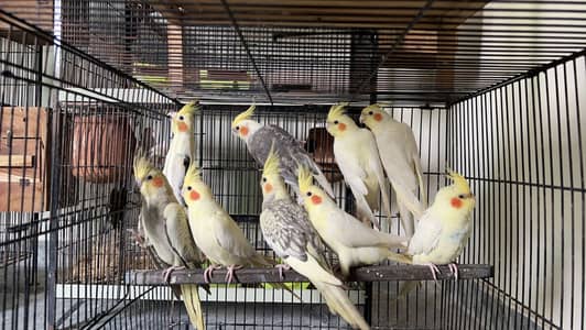 Cocktail pairs vpied, Common White
