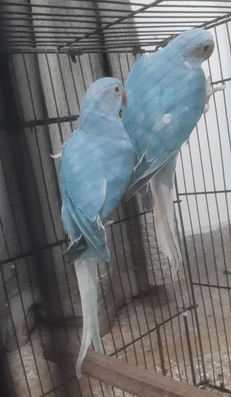 Blue CT Pair 0