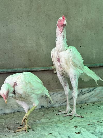 Heera Pair Aseel Just 7 Months With Cage