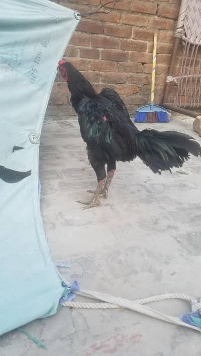 pure aseel pakoya x burmi