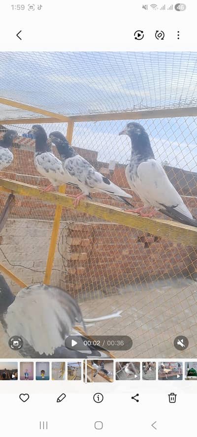 kadotr sale for 03208817316 whatsapp