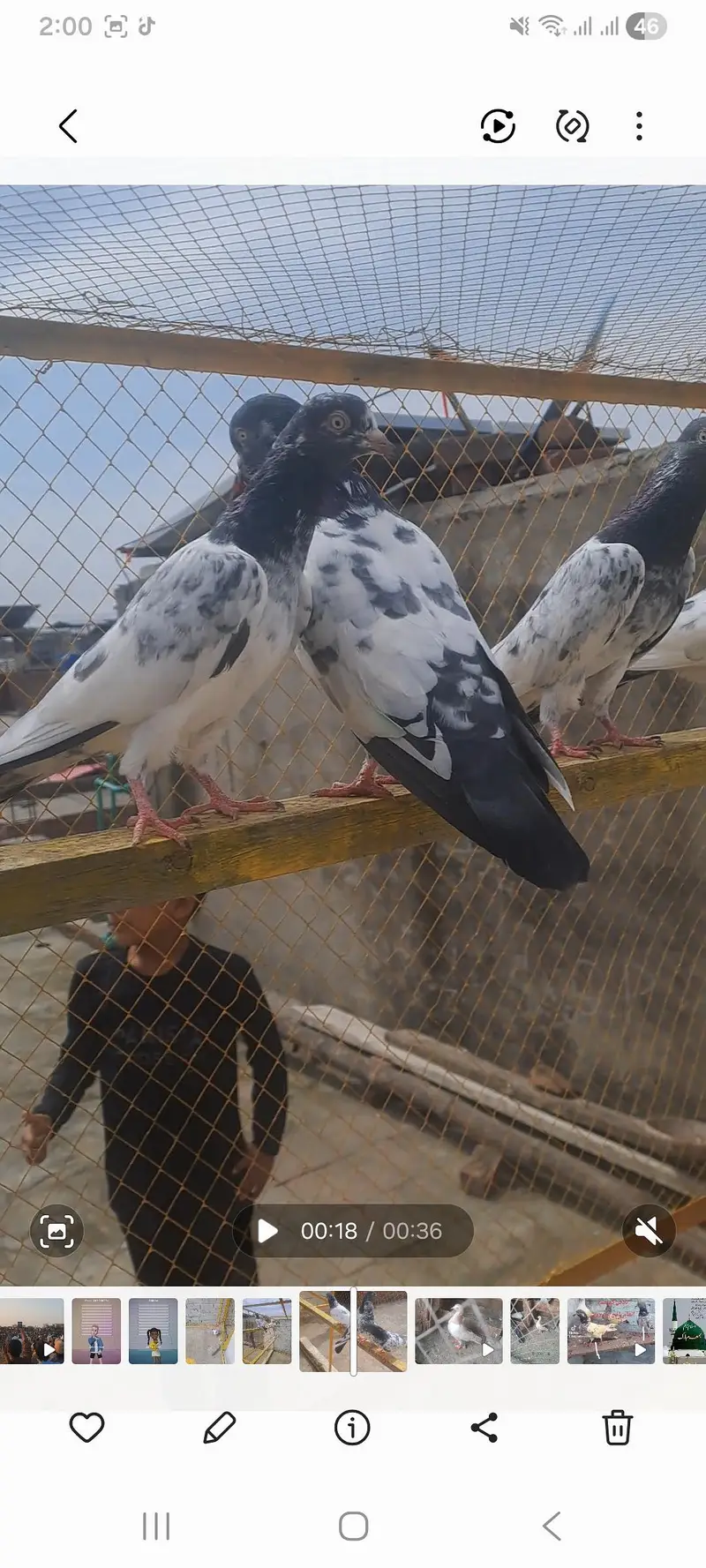 kadotr sale for 03208817316 whatsapp — photo 3