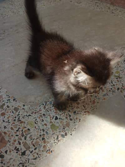 cute cat