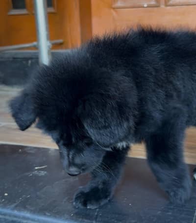 Black and Black/Tan German Shepherd