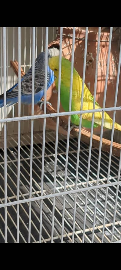2 exhibition males.