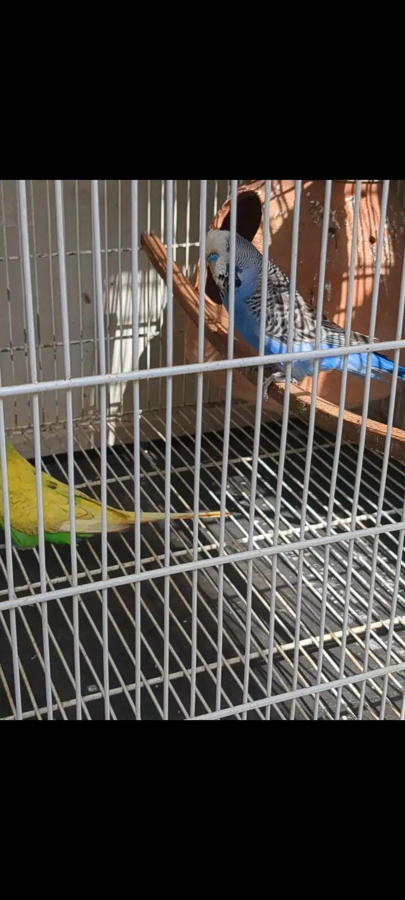 2 exhibition males. — photo 5