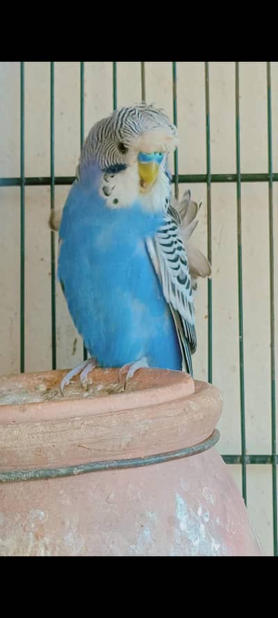 beautiful hogoromo ready to breed male