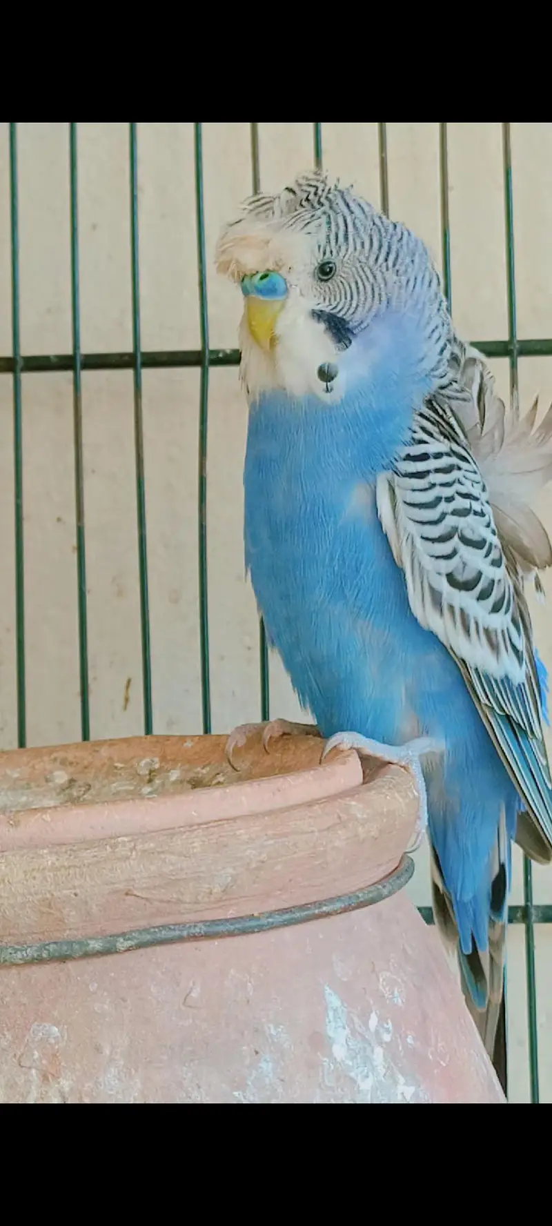 beautiful hogoromo ready to breed male — photo 2