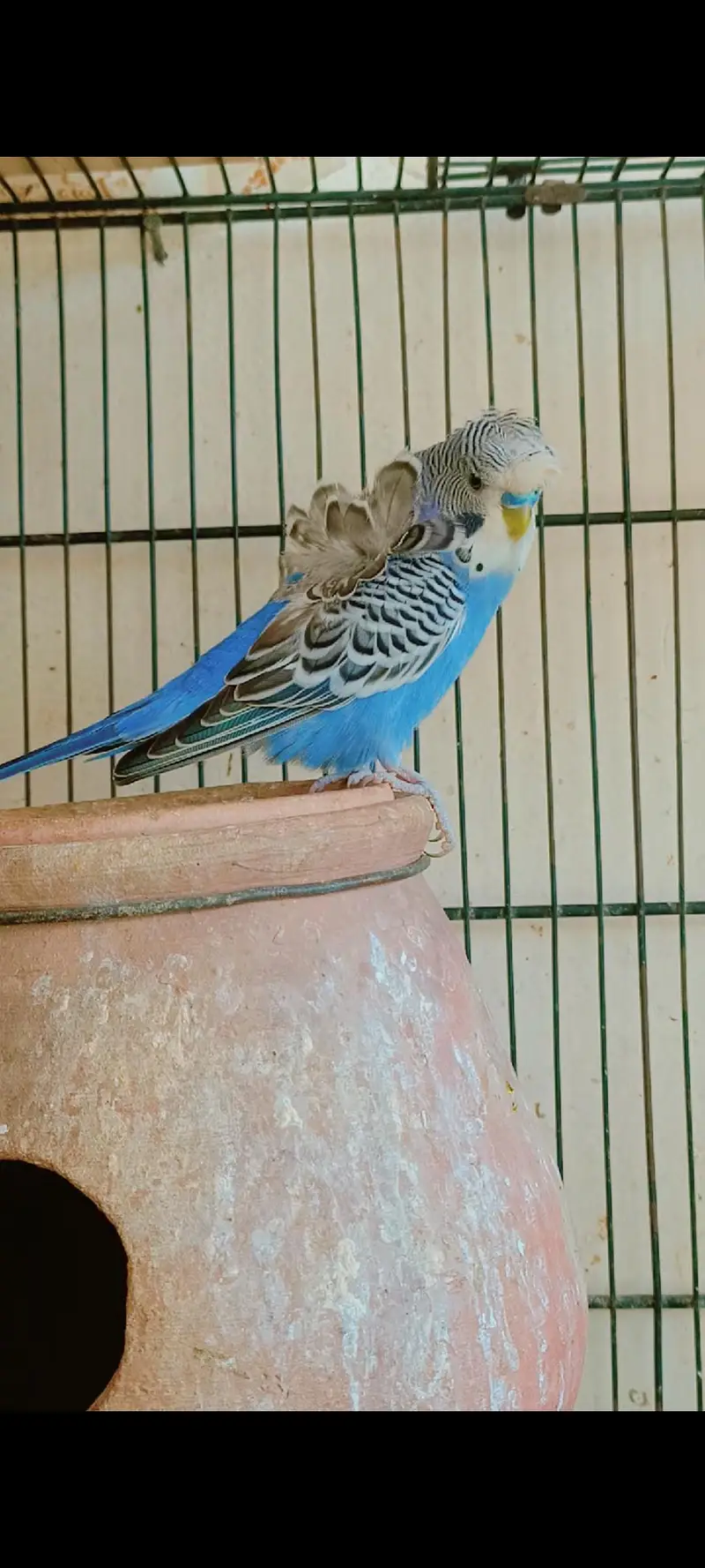 beautiful hogoromo ready to breed male — photo 3