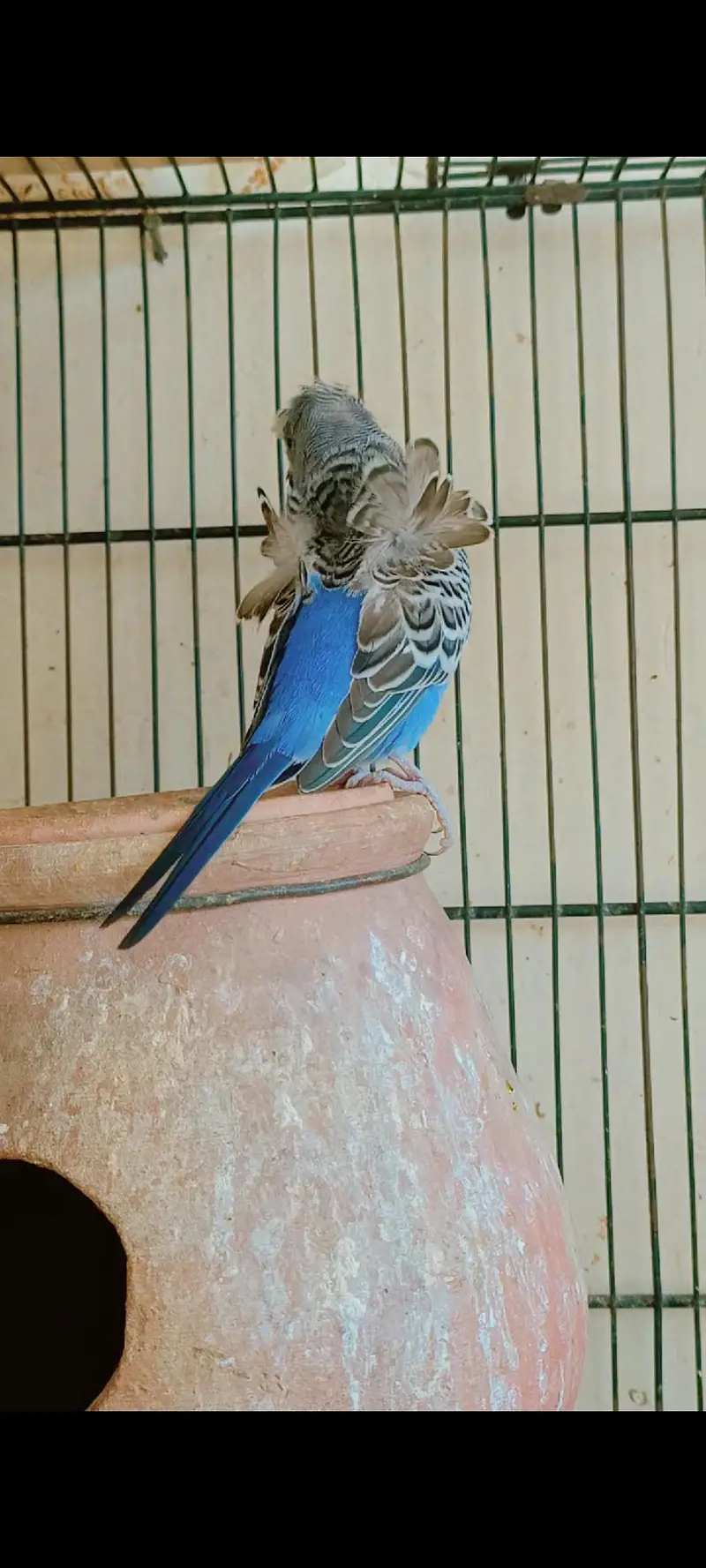 beautiful hogoromo ready to breed male — photo 4