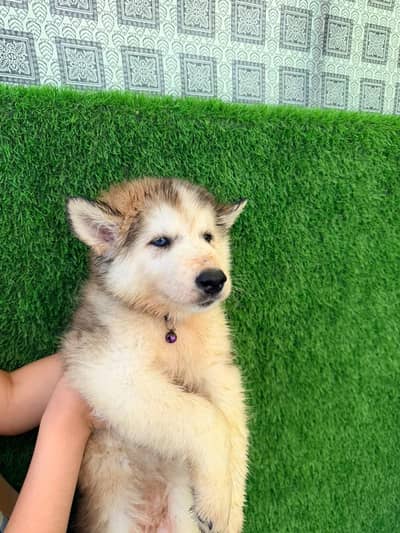 Alaskan Malamute Puppy for Sale | Beautiful & Healthy